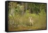 USA, Georgia, Savannah. Young buck in the marsh at Skidaway Island Ste Park.-Joanne Wells-Framed Stretched Canvas