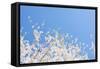 USA, Georgia Sign of Spring Cherry Tree Blossoms Against Blue Sky-Trish Drury-Framed Stretched Canvas