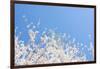 USA, Georgia Sign of Spring Cherry Tree Blossoms Against Blue Sky-Trish Drury-Framed Photographic Print