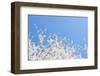 USA, Georgia Sign of Spring Cherry Tree Blossoms Against Blue Sky-Trish Drury-Framed Photographic Print