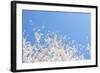 USA, Georgia Sign of Spring Cherry Tree Blossoms Against Blue Sky-Trish Drury-Framed Photographic Print