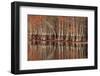 USA, Georgia. Twin City, Cypress trees and reflections in the fall.-Joanne Wells-Framed Photographic Print