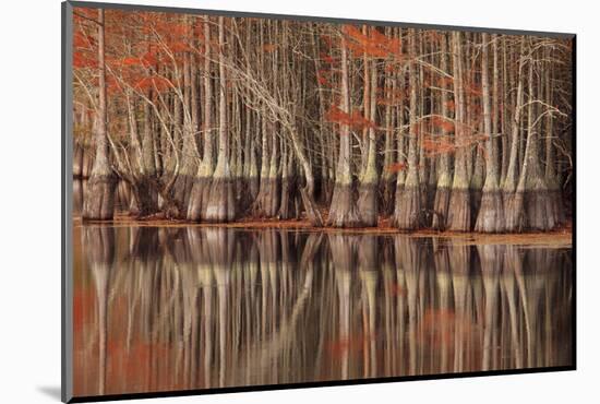 USA, Georgia. Twin City, Cypress trees and reflections in the fall.-Joanne Wells-Mounted Photographic Print