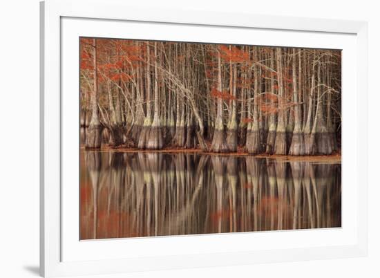 USA, Georgia. Twin City, Cypress trees and reflections in the fall.-Joanne Wells-Framed Premium Photographic Print