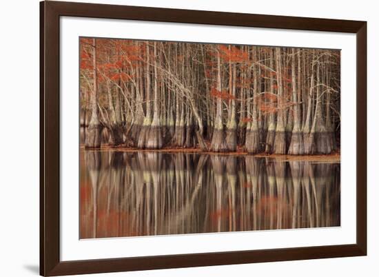 USA, Georgia. Twin City, Cypress trees and reflections in the fall.-Joanne Wells-Framed Premium Photographic Print