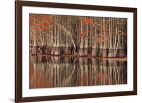 USA, Georgia. Twin City, Cypress trees and reflections in the fall.-Joanne Wells-Framed Premium Photographic Print