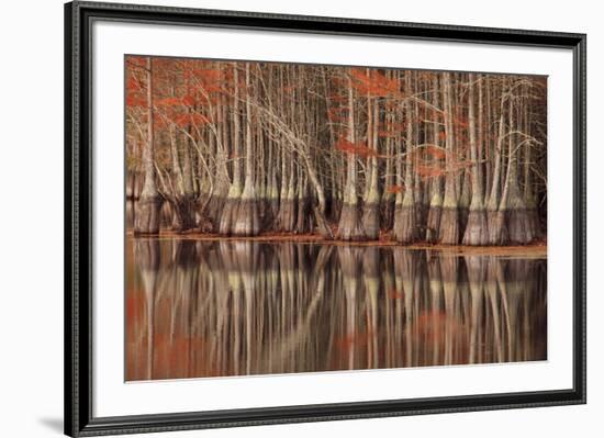 USA, Georgia. Twin City, Cypress trees and reflections in the fall.-Joanne Wells-Framed Premium Photographic Print