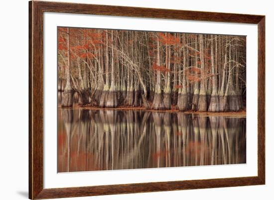 USA, Georgia. Twin City, Cypress trees and reflections in the fall.-Joanne Wells-Framed Premium Photographic Print