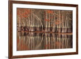 USA, Georgia. Twin City, Cypress trees and reflections in the fall.-Joanne Wells-Framed Premium Photographic Print