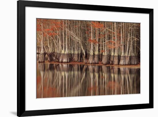 USA, Georgia. Twin City, Cypress trees and reflections in the fall.-Joanne Wells-Framed Premium Photographic Print