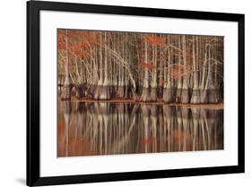 USA, Georgia. Twin City, Cypress trees and reflections in the fall.-Joanne Wells-Framed Premium Photographic Print