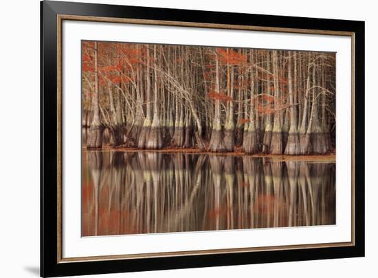 USA, Georgia. Twin City, Cypress trees and reflections in the fall.-Joanne Wells-Framed Premium Photographic Print