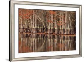 USA, Georgia. Twin City, Cypress trees and reflections in the fall.-Joanne Wells-Framed Premium Photographic Print