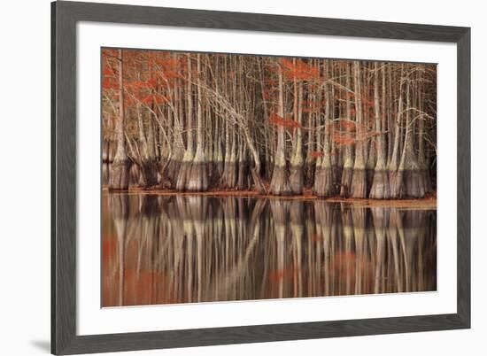 USA, Georgia. Twin City, Cypress trees and reflections in the fall.-Joanne Wells-Framed Premium Photographic Print