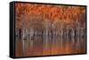 USA, Georgia, Twin City, Cypress trees in the fall at sunset.-Joanne Wells-Framed Stretched Canvas