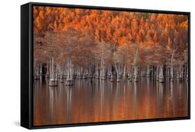 USA, Georgia, Twin City, Cypress trees in the fall at sunset.-Joanne Wells-Framed Stretched Canvas