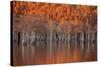 USA, Georgia, Twin City, Cypress trees in the fall at sunset.-Joanne Wells-Stretched Canvas