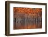 USA, Georgia, Twin City, Cypress trees in the fall at sunset.-Joanne Wells-Framed Photographic Print