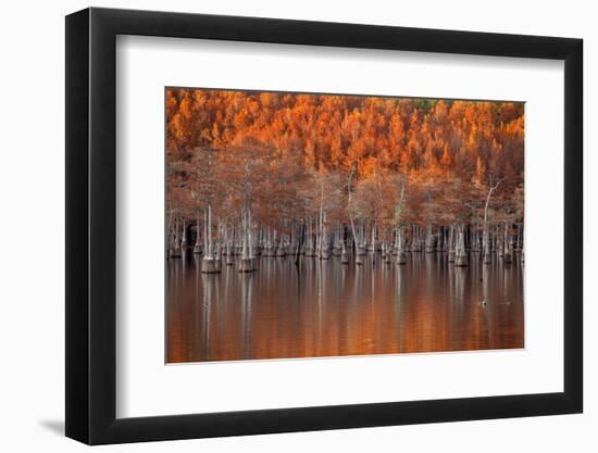 USA, Georgia, Twin City, Cypress trees in the fall at sunset.-Joanne Wells-Framed Photographic Print