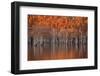 USA, Georgia, Twin City, Cypress trees in the fall at sunset.-Joanne Wells-Framed Photographic Print