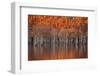 USA, Georgia, Twin City, Cypress trees in the fall at sunset.-Joanne Wells-Framed Photographic Print