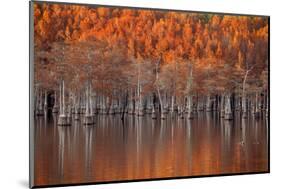 USA, Georgia, Twin City, Cypress trees in the fall at sunset.-Joanne Wells-Mounted Photographic Print