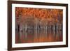 USA, Georgia, Twin City, Cypress trees in the fall at sunset.-Joanne Wells-Framed Photographic Print