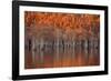 USA, Georgia, Twin City, Cypress trees in the fall at sunset.-Joanne Wells-Framed Photographic Print