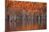 USA, Georgia, Twin City, Cypress trees in the fall at sunset.-Joanne Wells-Mounted Photographic Print