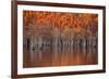 USA, Georgia, Twin City, Cypress trees in the fall at sunset.-Joanne Wells-Framed Photographic Print