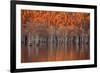 USA, Georgia, Twin City, Cypress trees in the fall at sunset.-Joanne Wells-Framed Photographic Print