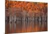 USA, Georgia, Twin City, Cypress trees in the fall at sunset.-Joanne Wells-Mounted Photographic Print