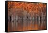 USA, Georgia, Twin City, Cypress trees in the fall at sunset.-Joanne Wells-Framed Stretched Canvas