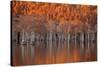 USA, Georgia, Twin City, Cypress trees in the fall at sunset.-Joanne Wells-Stretched Canvas