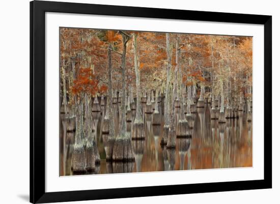 USA, Georgia. Twin City, Cypress trees with moss in the fall.-Joanne Wells-Framed Premium Photographic Print