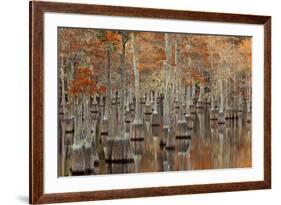 USA, Georgia. Twin City, Cypress trees with moss in the fall.-Joanne Wells-Framed Premium Photographic Print