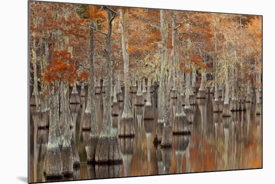 USA, Georgia. Twin City, Cypress trees with moss in the fall.-Joanne Wells-Mounted Photographic Print