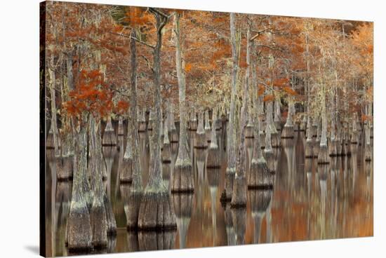 USA, Georgia. Twin City, Cypress trees with moss in the fall.-Joanne Wells-Stretched Canvas