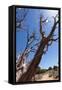 USA, Grand Canyon National Park, Dead Tree-Catharina Lux-Framed Stretched Canvas