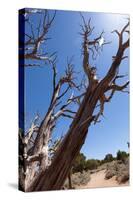 USA, Grand Canyon National Park, Dead Tree-Catharina Lux-Stretched Canvas