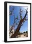 USA, Grand Canyon National Park, Dead Tree-Catharina Lux-Framed Photographic Print