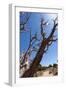 USA, Grand Canyon National Park, Dead Tree-Catharina Lux-Framed Photographic Print