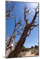 USA, Grand Canyon National Park, Dead Tree-Catharina Lux-Mounted Photographic Print