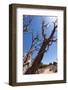 USA, Grand Canyon National Park, Dead Tree-Catharina Lux-Framed Photographic Print