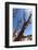 USA, Grand Canyon National Park, Dead Tree-Catharina Lux-Framed Photographic Print