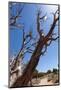 USA, Grand Canyon National Park, Dead Tree-Catharina Lux-Mounted Photographic Print