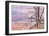 USA, Grand Canyon National Park, Dead Tree-Catharina Lux-Framed Photographic Print