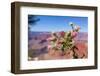 USA, Grand Canyon National Park, Thistle-Catharina Lux-Framed Photographic Print