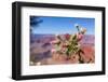 USA, Grand Canyon National Park, Thistle-Catharina Lux-Framed Photographic Print