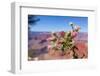 USA, Grand Canyon National Park, Thistle-Catharina Lux-Framed Photographic Print